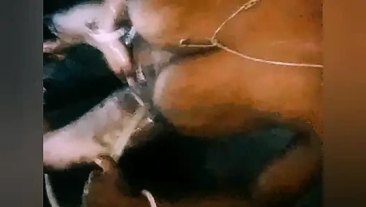 Bengalli büyük kitaplar Hintli ateşli video