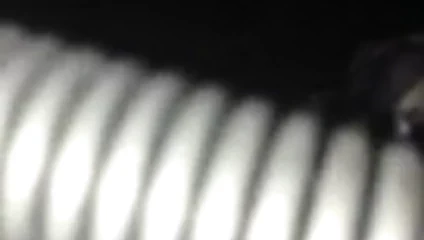 Trambolin üzerinde sevimli kedi