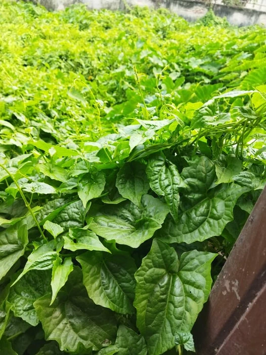 Bangladeşli sesli hikaye