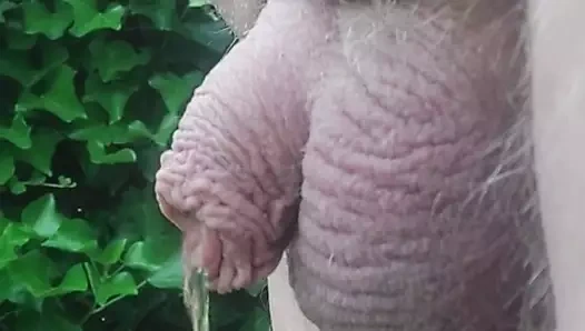 Küçük yarak işiyor