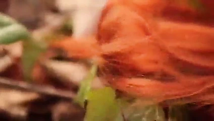 kasım ayına şükür