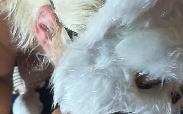 Ormanda ateşli bir şekilde onu hamile mi bırakıyorsun?