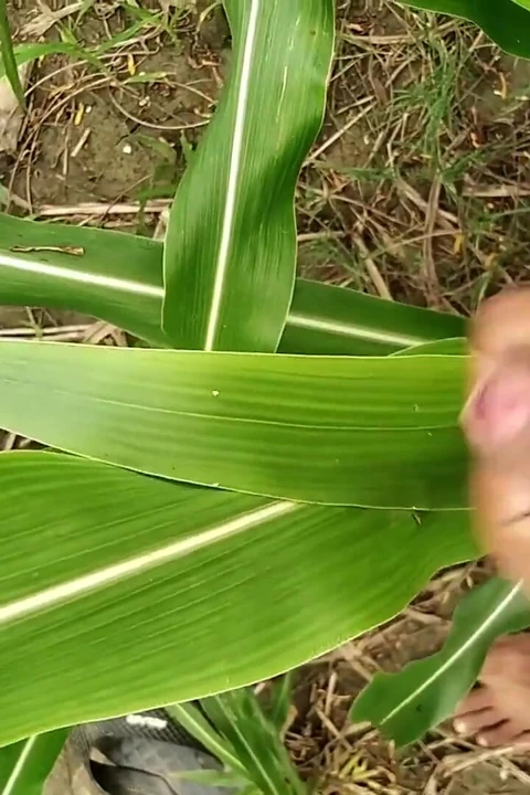 Büyük yarak tarlada boşalıyor, süt boşalması