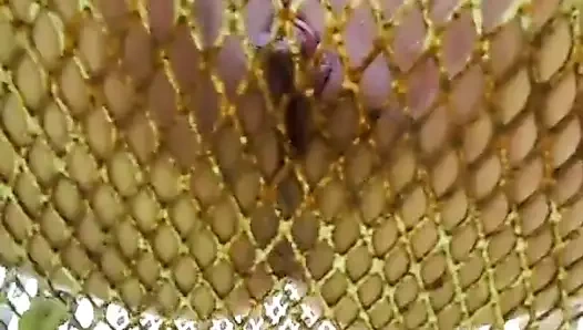 Rendeleyin eğlence....