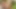 Büyük penisini yüzüne şaplakla
