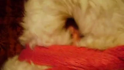 Koyun kürkünde ambalaj. koyun derisini seviyorum, kürk esareti.