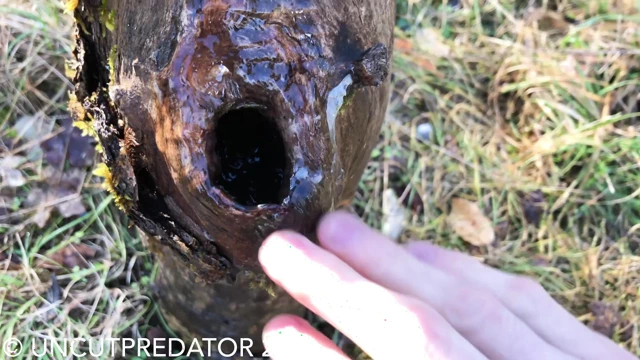 Big uncut cock fucks and pees in a tree trunk with cumshot at the end