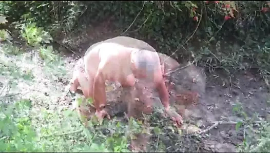 Domuz temizliği öğrenir, hendeğe işer