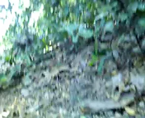 Hint çift kahrolası içinde orman