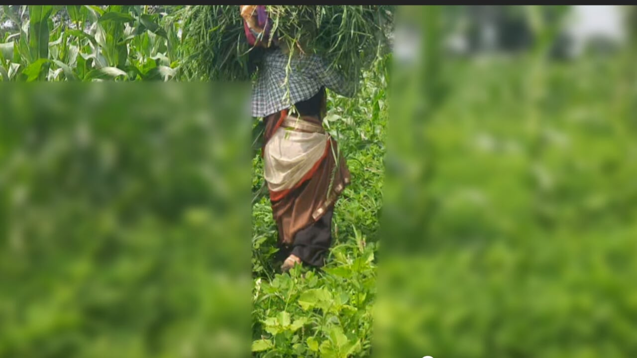Açık alanda yem kesen baldız, aniden kayınbiraderi gitti, kayınbirader dedi ki, kıçını öldürmeliyim, bugün öldürmeyecek, bugün Bhosdi'mi görüyorsun.