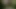Malay karısı köpek