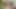 Teenfidelity minyon olivia ışıltı gösterileri kapalı ona pürüzsüz kedi