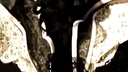 Cum üzerinde bir küçük ağ naylon