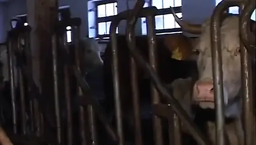 Ağır ağırlık şampiyonası
