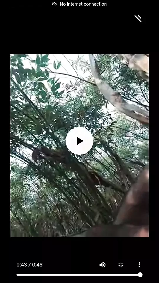 The semen came out by shaking the penis The semen has to be taken out by shaking the penis