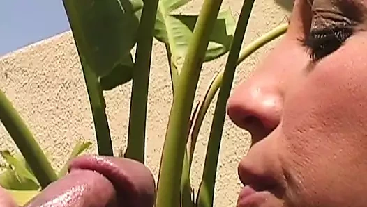 Psy Chic cesur macerada