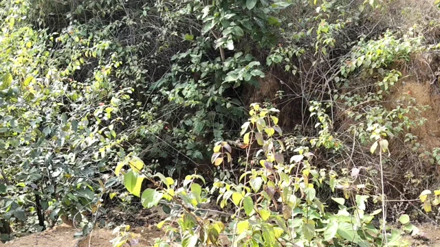 Hot Girlfriend with Wet Pussy and Lots of Orgasms. Loud Groans. Dirty Talk