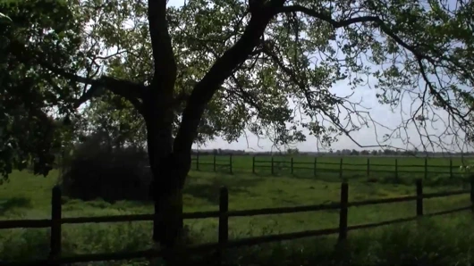 Sauerei im Schweinestall - scene #03