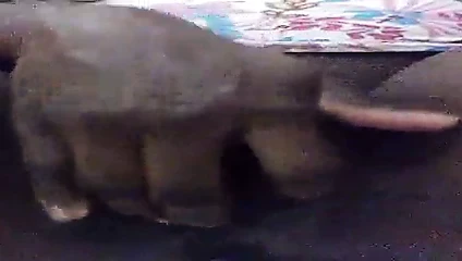 Batendo uma seririca numa xana negra e gostosa