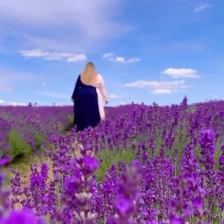 levander alanında ssbbw