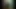 vines