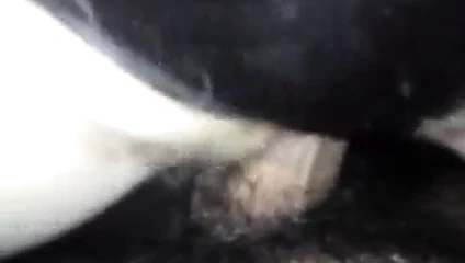 Beyaz milf sağladım üzerinde benim Hint horoz bölüm 1