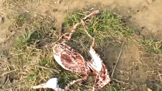Parkta gerçek bir çiftin sapıklık oyunları - gerçek İtalyan amatör
