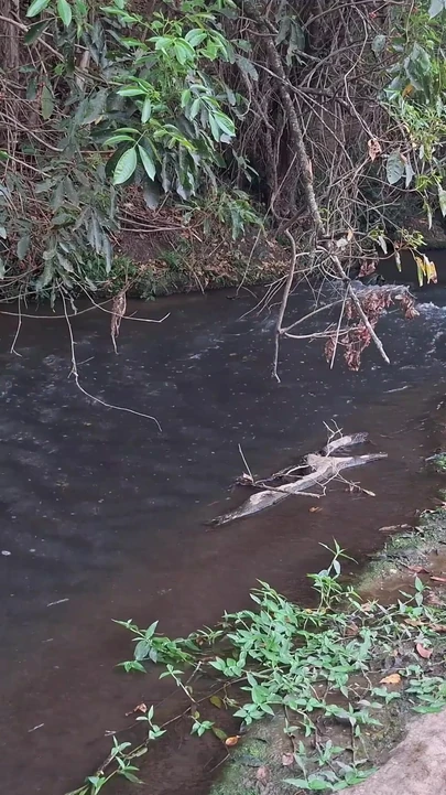 Ключевой момент из "Незнакомцев застукали за сексом у водопада."