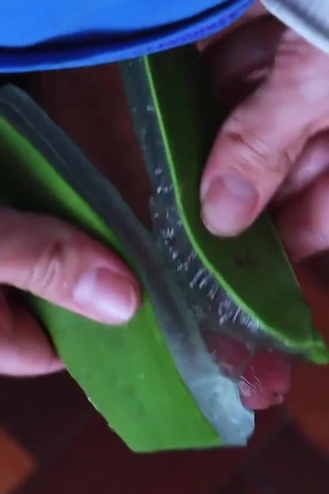Aloe Vera'yı Fleshlight Olarak Kullanma