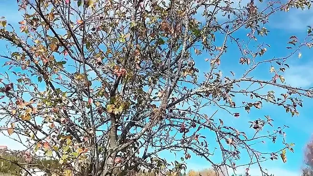 Mükemmel Vücutlu Minik Minyon Hana