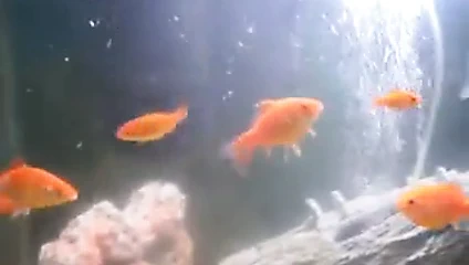 Akvaryum balıkları ile akvaryumda yüzen yavru kaplumbağalarım