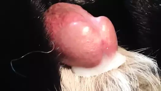 Mink kürk boşalması