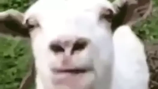 olağanüstü izmaritleri ile iki muhteşem latin kız