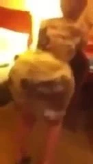 Büyük götlü Arap kız dans ediyor