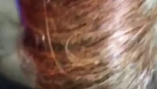 İngiliz emme büyük horoz