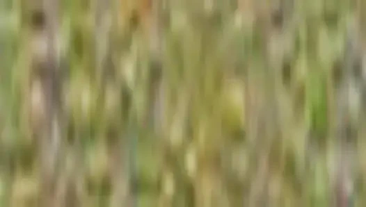 Küçük krem puflar 10 bölüm 4 - kremsi karşılaşmalar