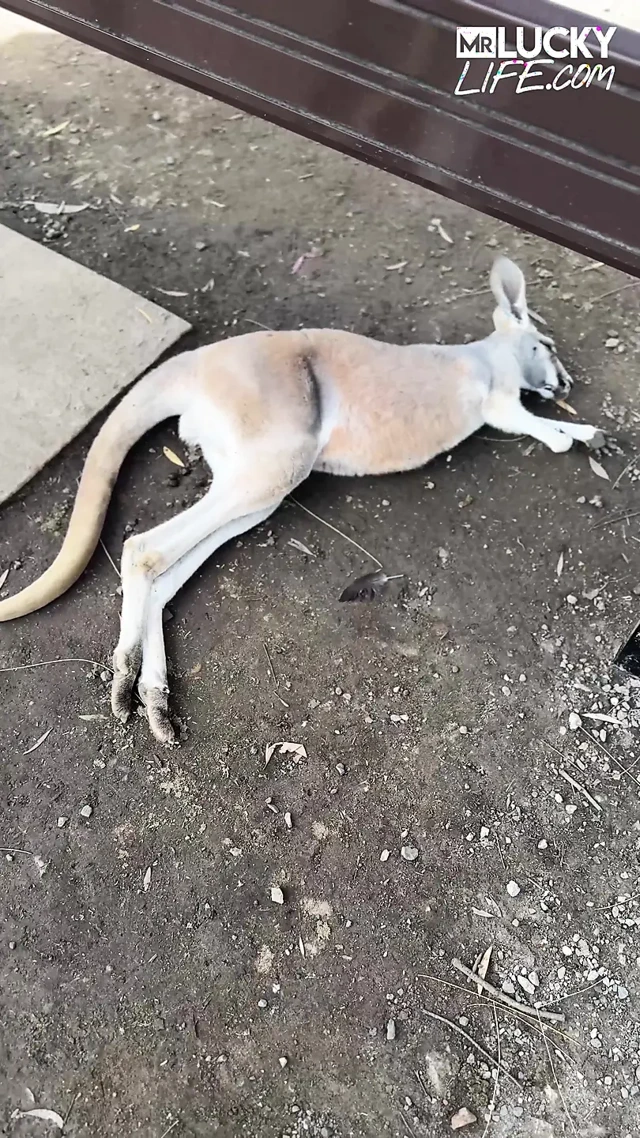 Avustralyalı ateşli jade harper ile gerçek bir Avustralya deneyimi