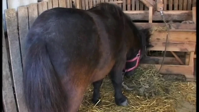 Kirli ve serbest kalmış olgun çiftçi tarafından götten sikiliyor