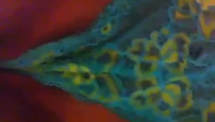 Step Daddys Lil girls pussy.