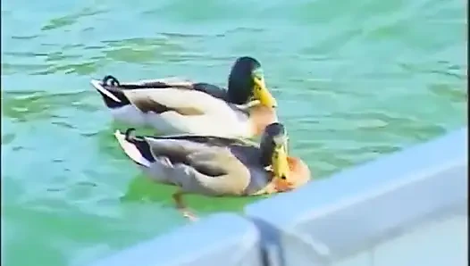 Lezbiyenler plajda seks partisi