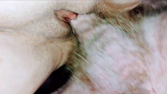 Büyük yarağımı amına sokuyorum