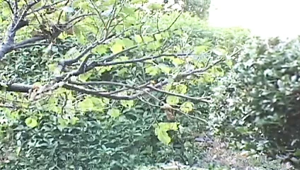 Japon porno ayrılık ve bölüm