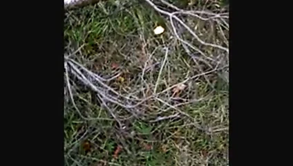 ben ve 2 adam ormanda