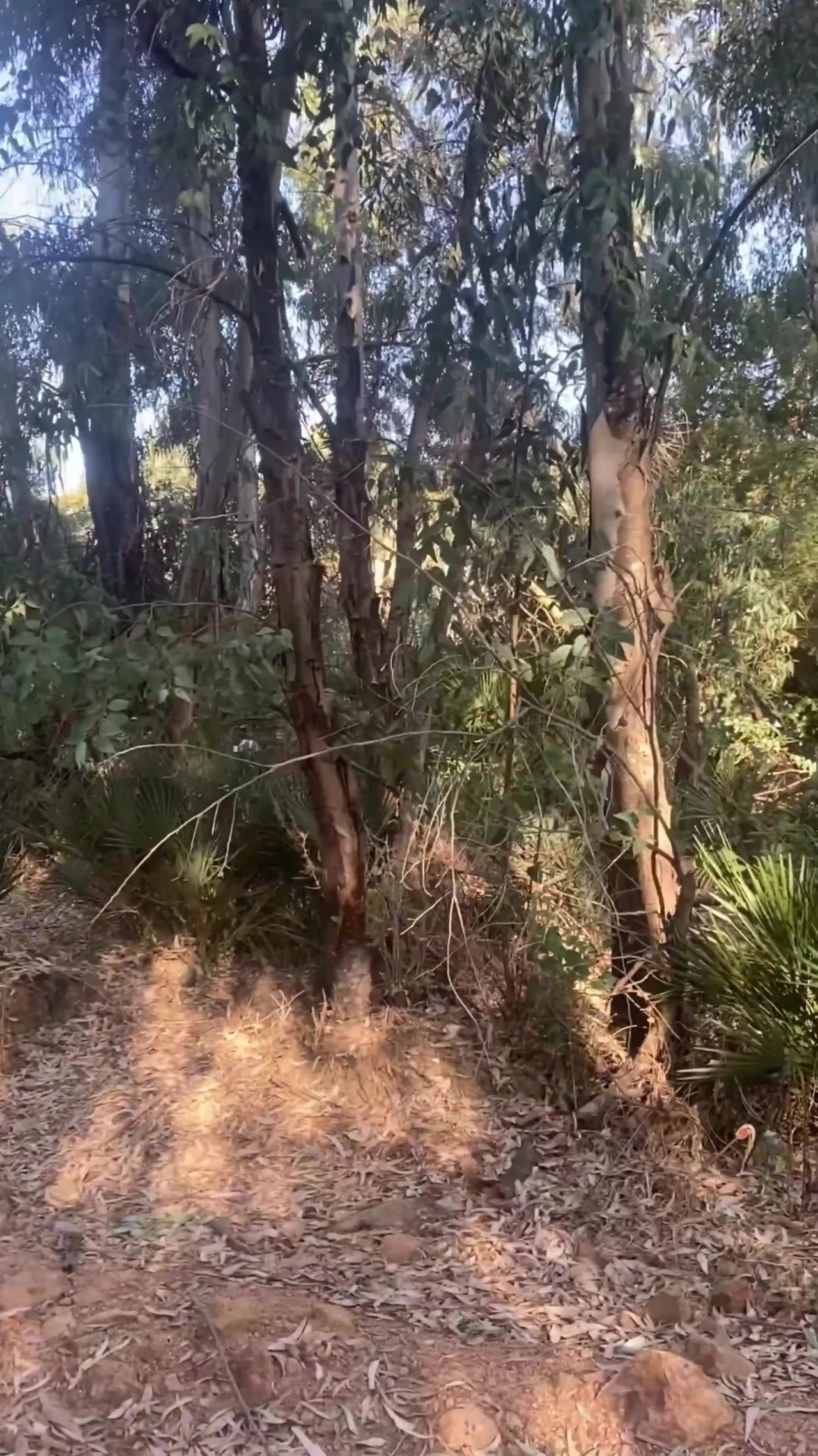 Amateur homemade outdoor sex