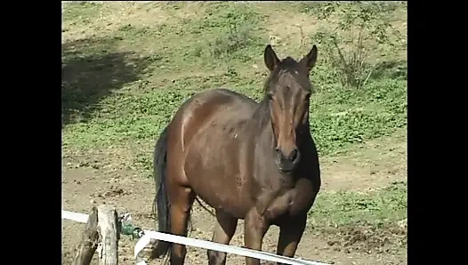 Şehvetli kraliçe vahşi seksi seviyor