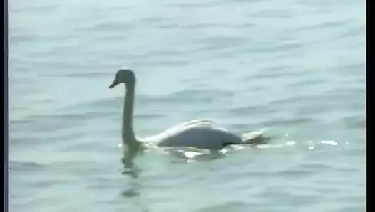 Teknede DVD Babes anal ve dp bang seks partisi zevk