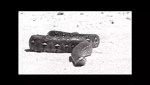 Le schiave anali di sirius (tam film hd restyling versiyonu)