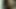 Siyah bir boğa ile İskoç karım