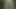 Peeping videos from the forest