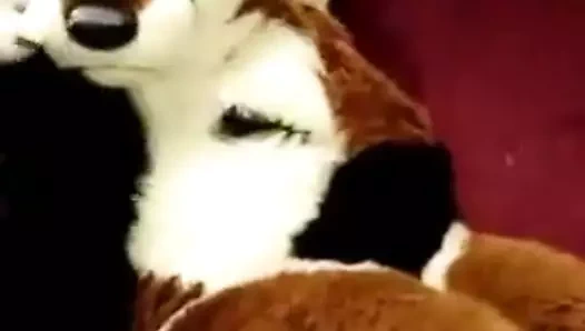 Dişi tilki Mastürbasyon